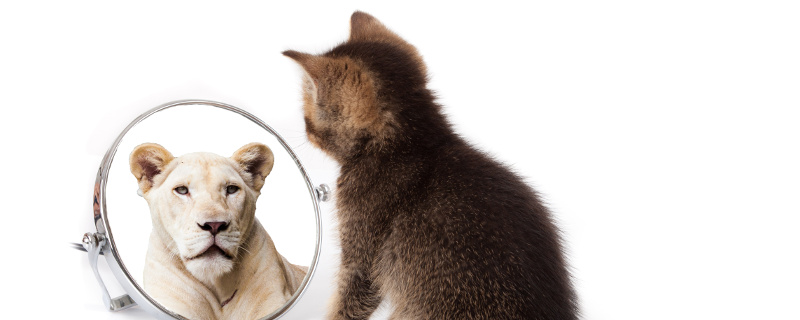 Katze vor einem Spiegel mit dem Bildnis einer Löwin