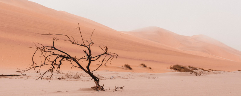 Sound of Silence | © Ryan Cheng - unsplash.com Für ein lebendiges und langfristiges Miteinander hilft eine gute Kommunikation - Toter Baum in der Wüste