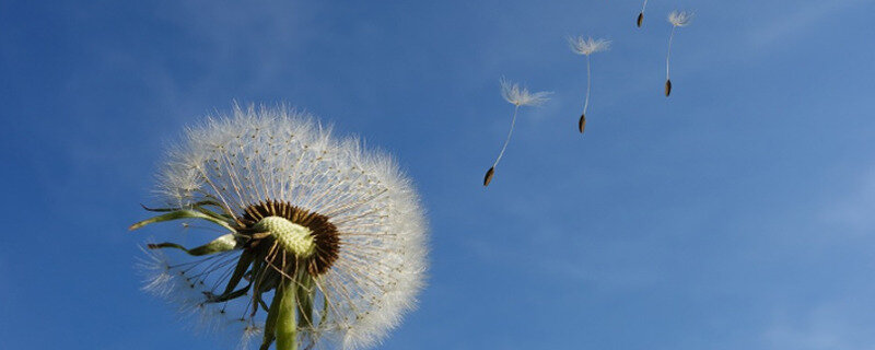 Wie Unternehmen von der Natur lernen können - Löwenzahnsamen im Wind