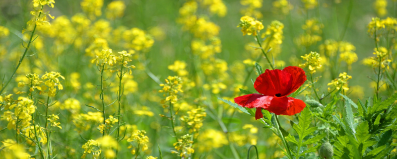 Die Entscheidung, außergewöhnlich zu sein - rote Mohnblume in einem gelben Blütenmeer