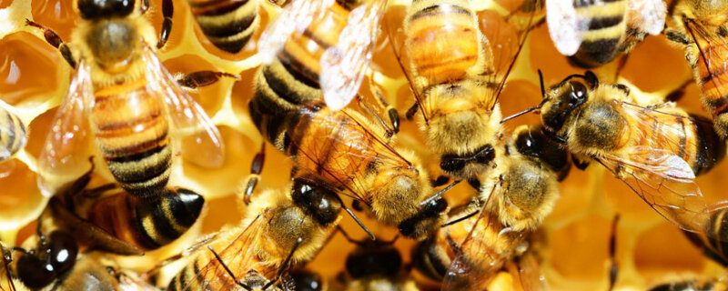 Bienen auf Honigwaben herumkrabbelnd