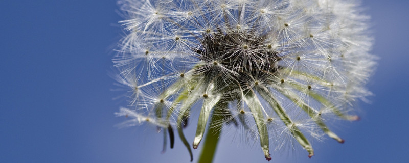 Pusteblume - Hochsensibilität im beruflichen Alltag